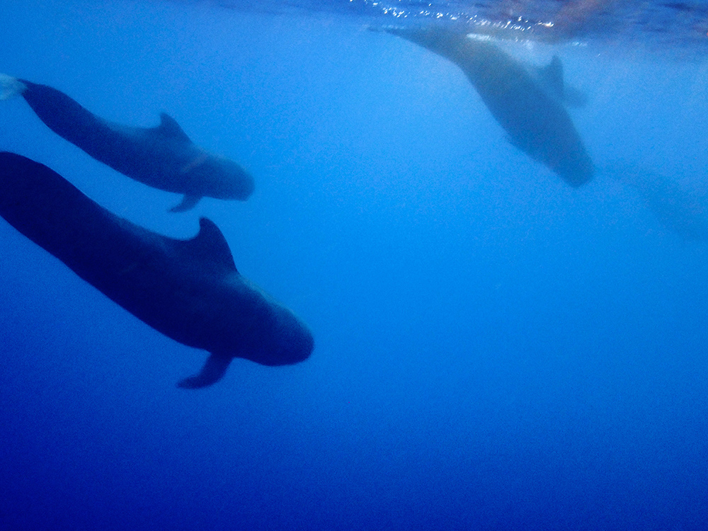 Pilot Whales