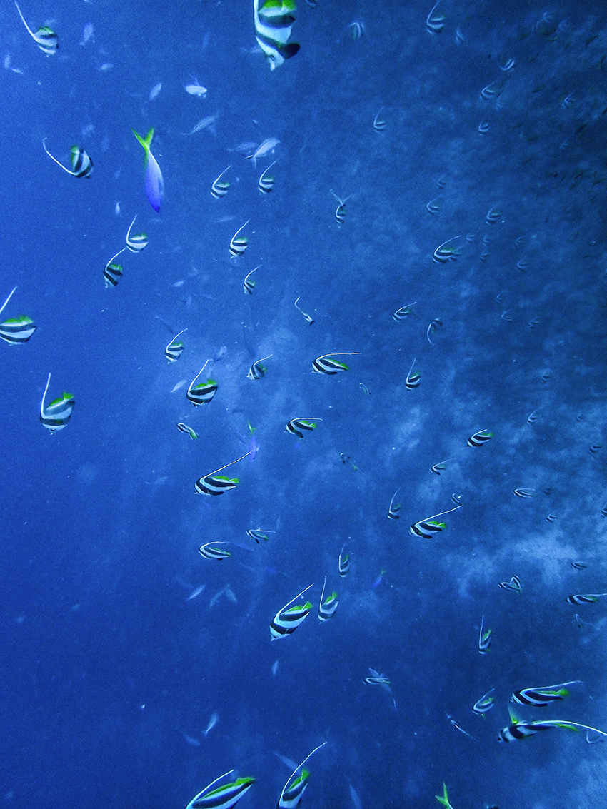 Schooling bannerfish