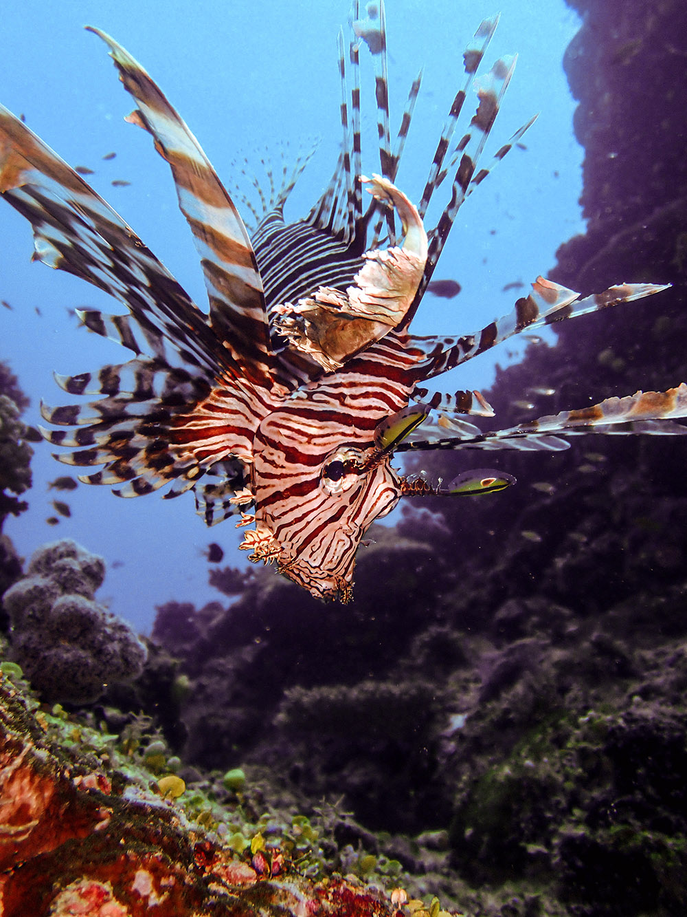 Lionfish