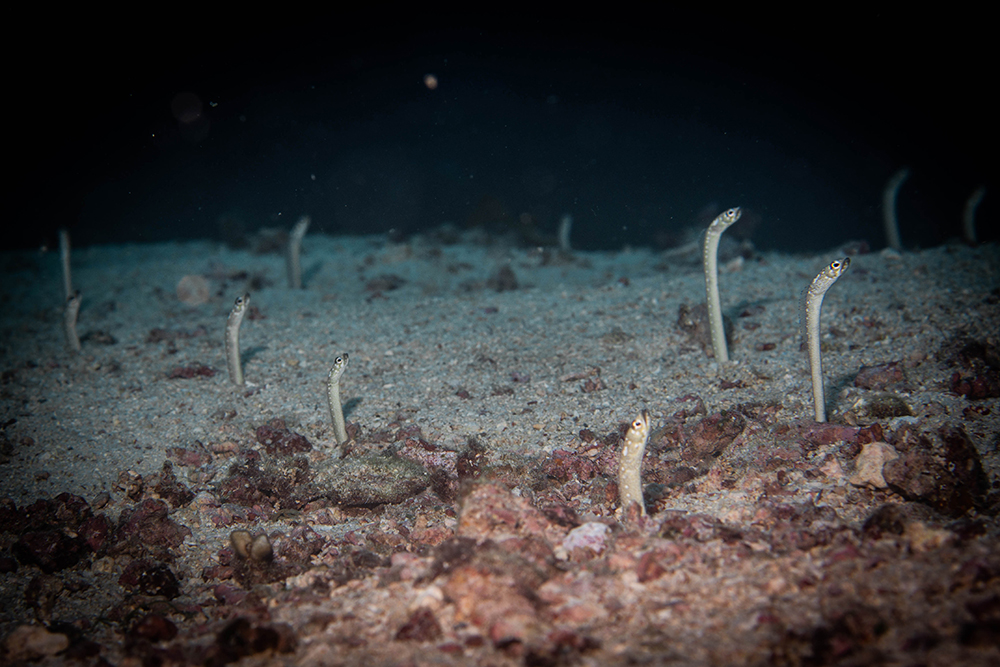 Garden Eels nai'a fiji