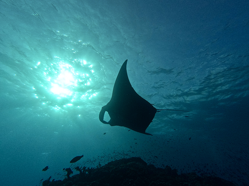 Manta Ray