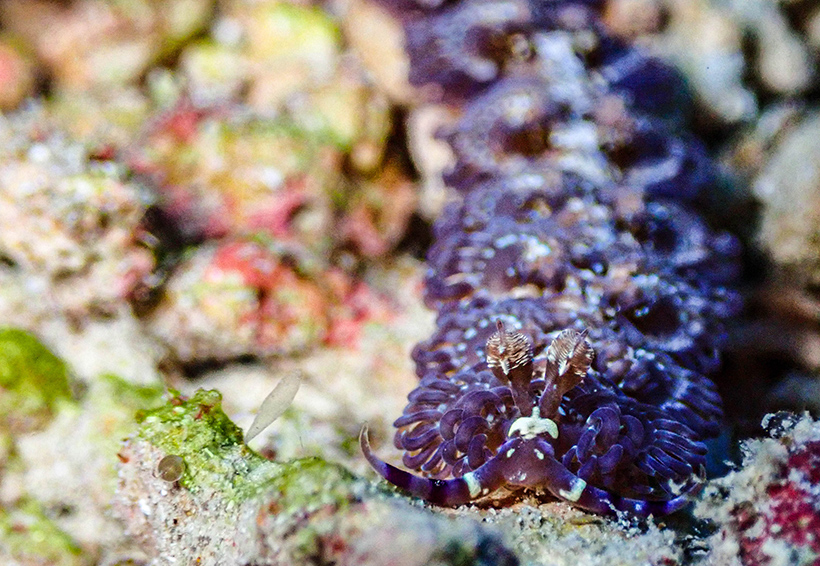 Blue Dragon Nudibranch