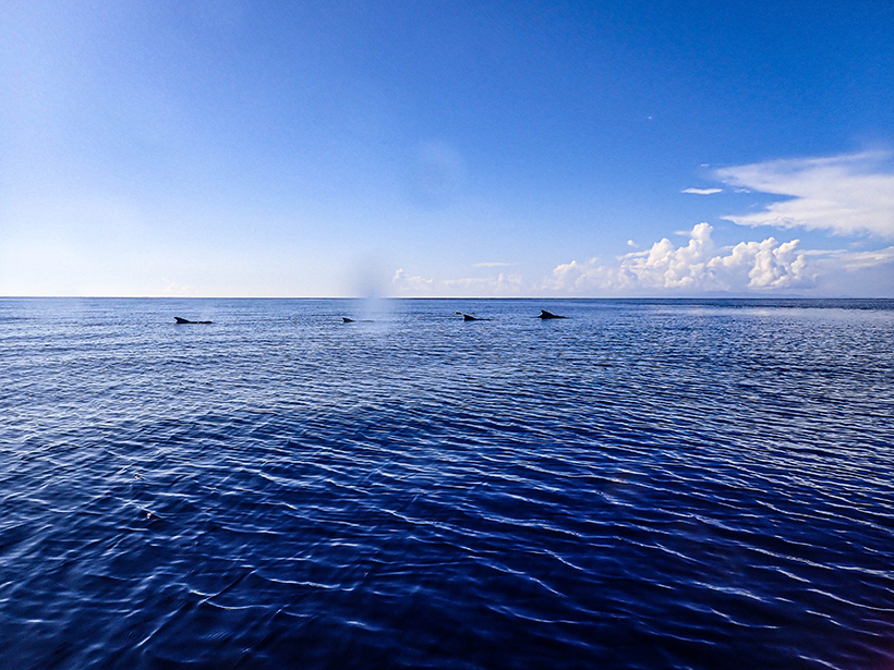 Pilot Whales Fiji