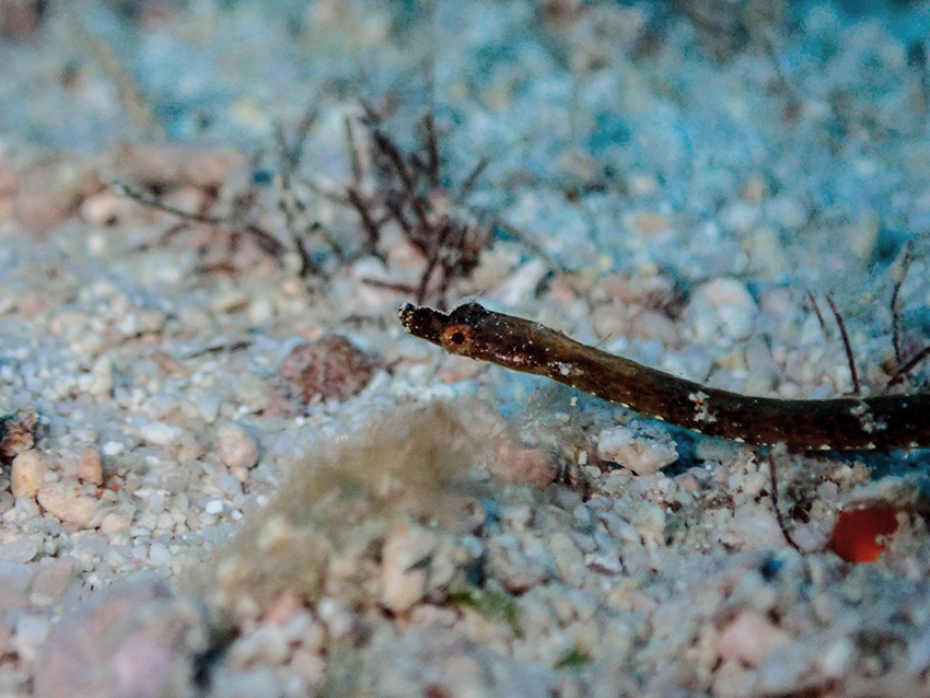 Shortnose Pipefish