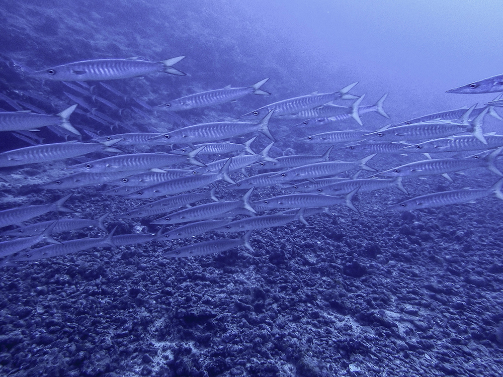 Barracudas