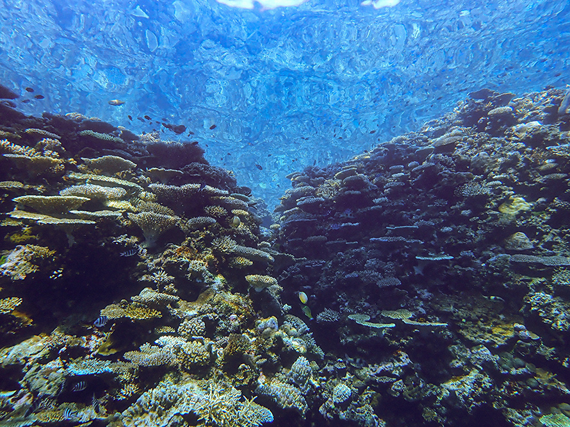 Fiji Reef