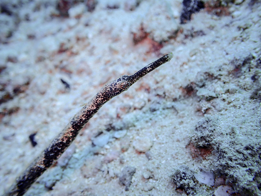 Bentstick Pipefish