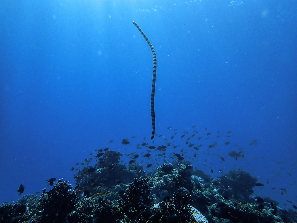 Sea Krait