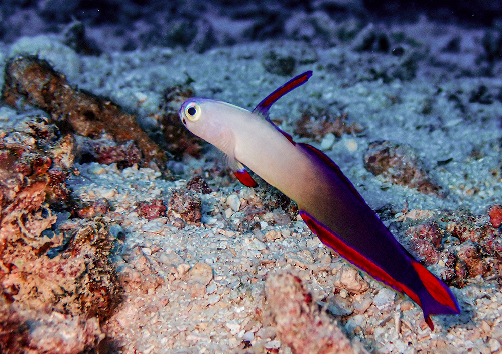 Decorated Dartfish