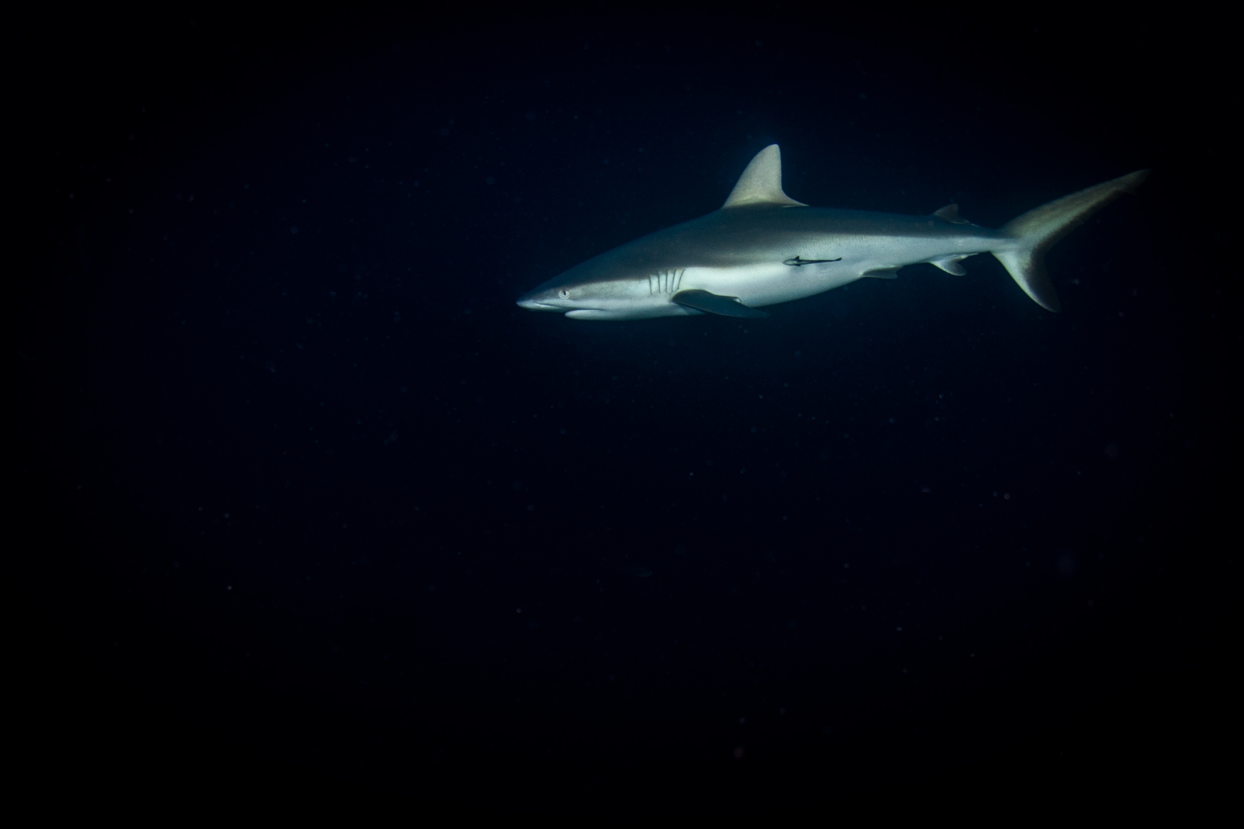grey reef shark namena fiji nai'a