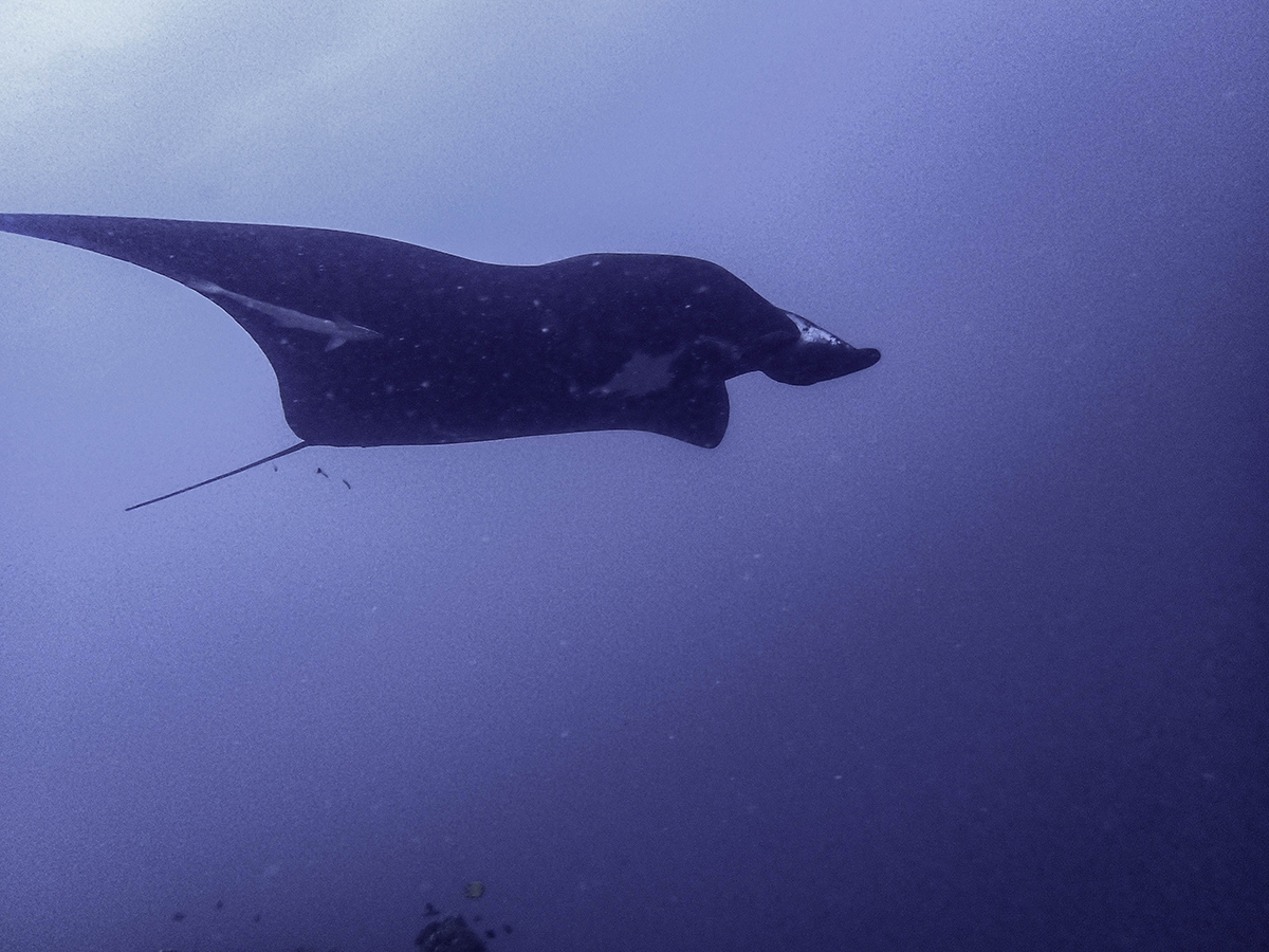 Manta Ray Fiji