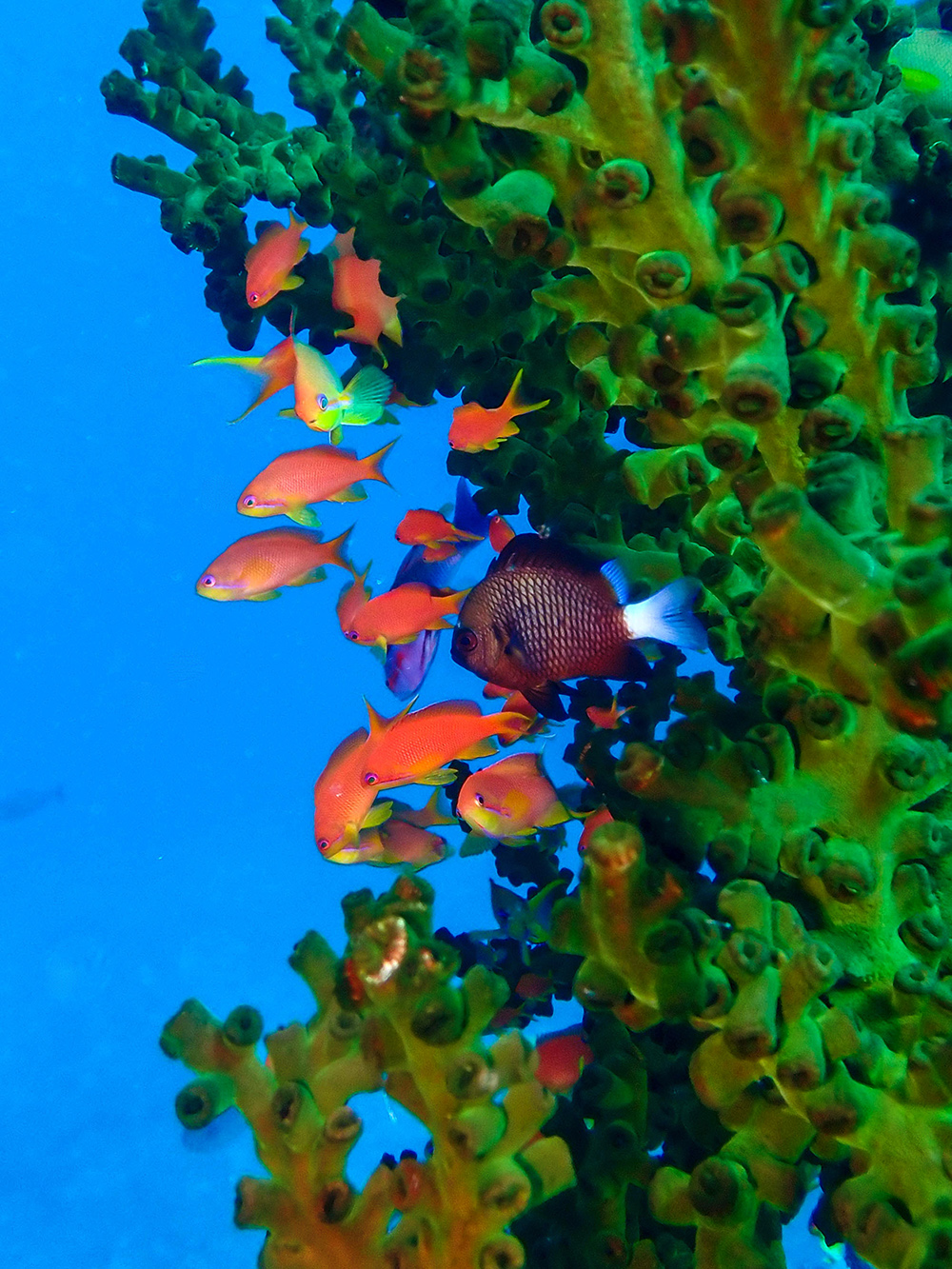 Scalefin Anthias