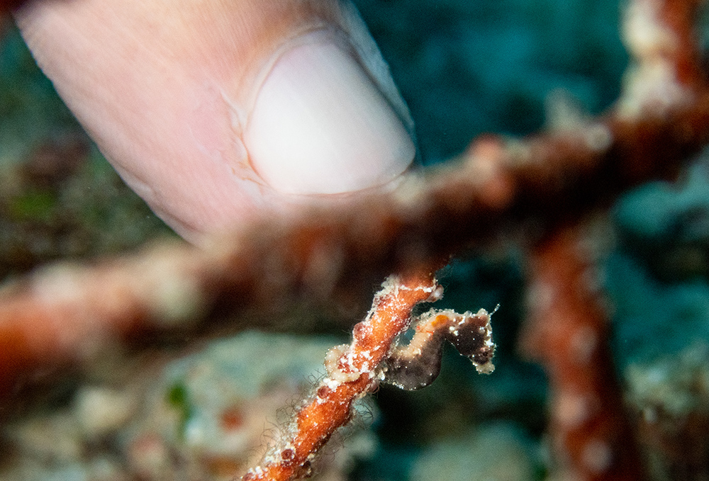 pontohi pygmy seahorse kansas namena fiji nai'a