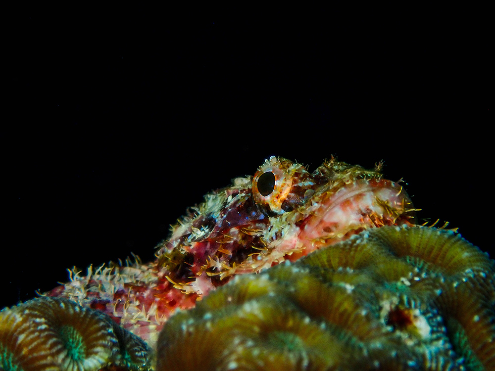 Scorpionfish