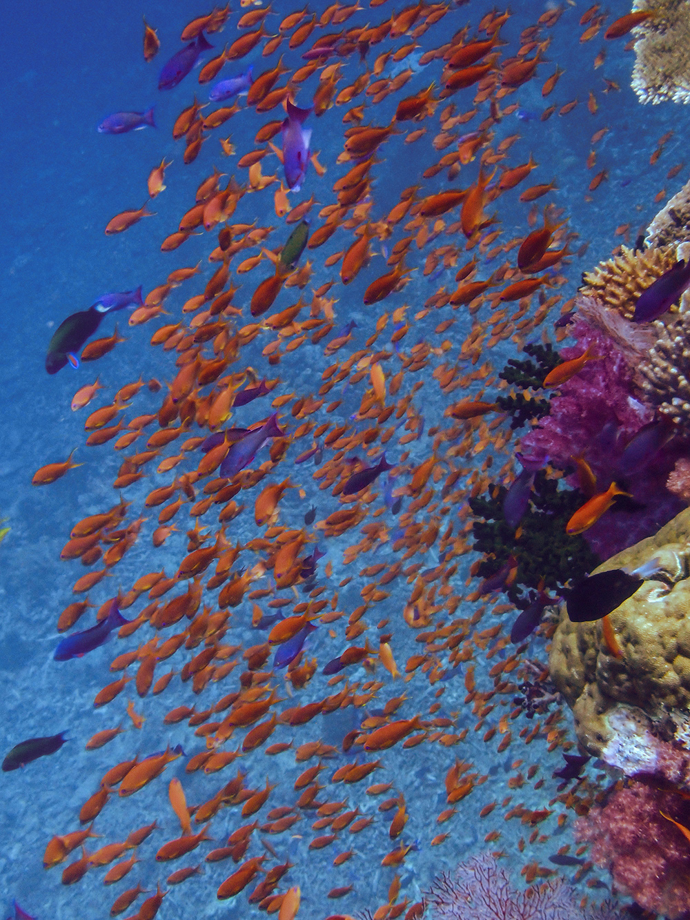 Scalefin Anthias