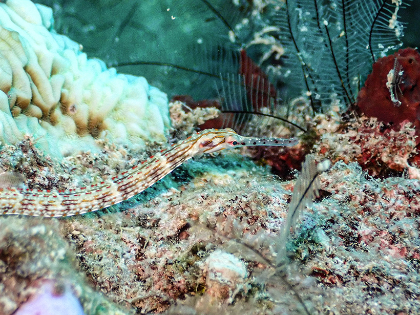 Pipefish Fiji