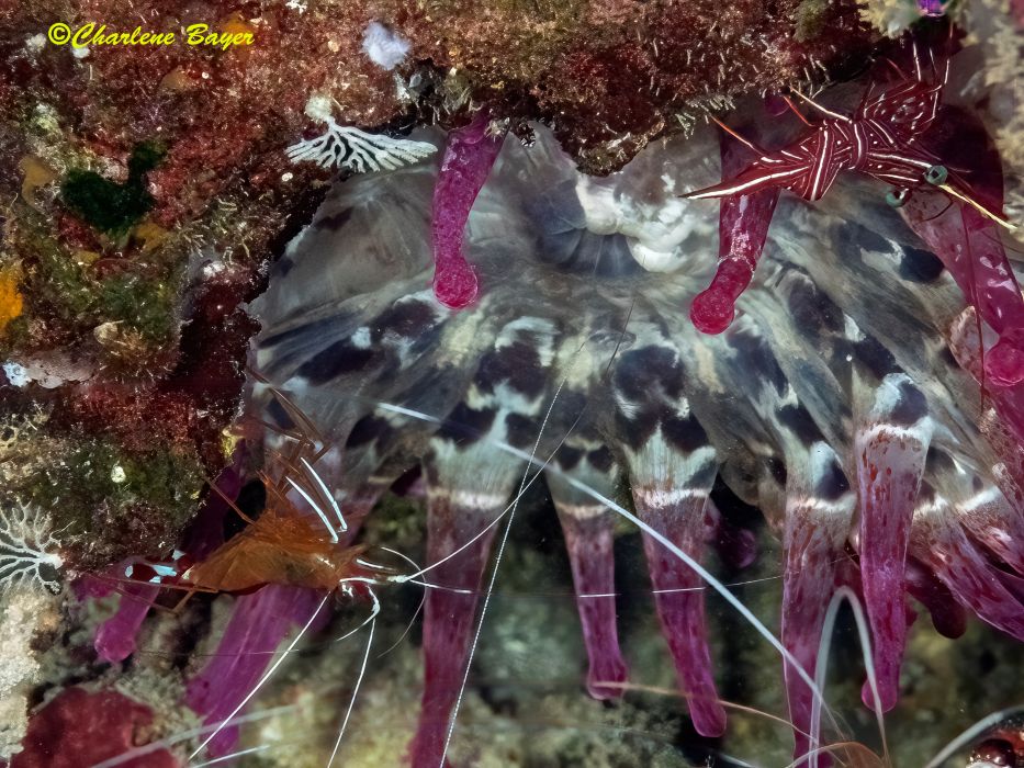 shrimps