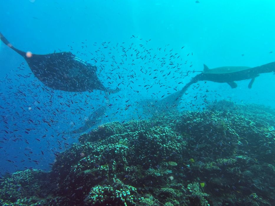 4 mantas