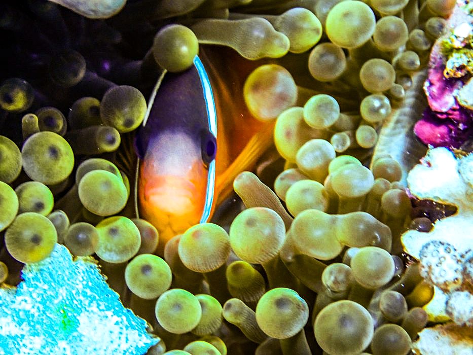 nemo