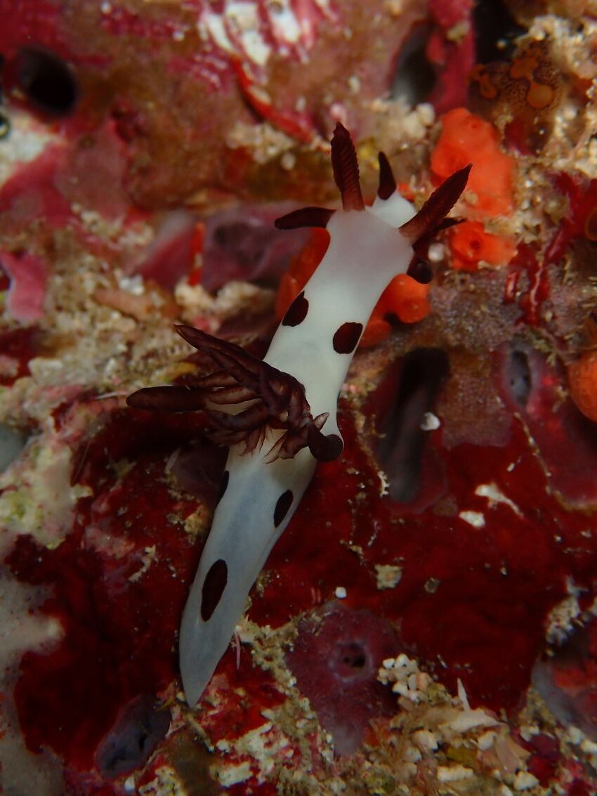 nudiii
