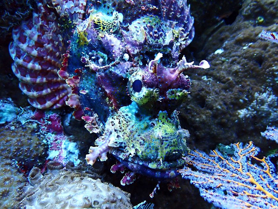scorpio 3