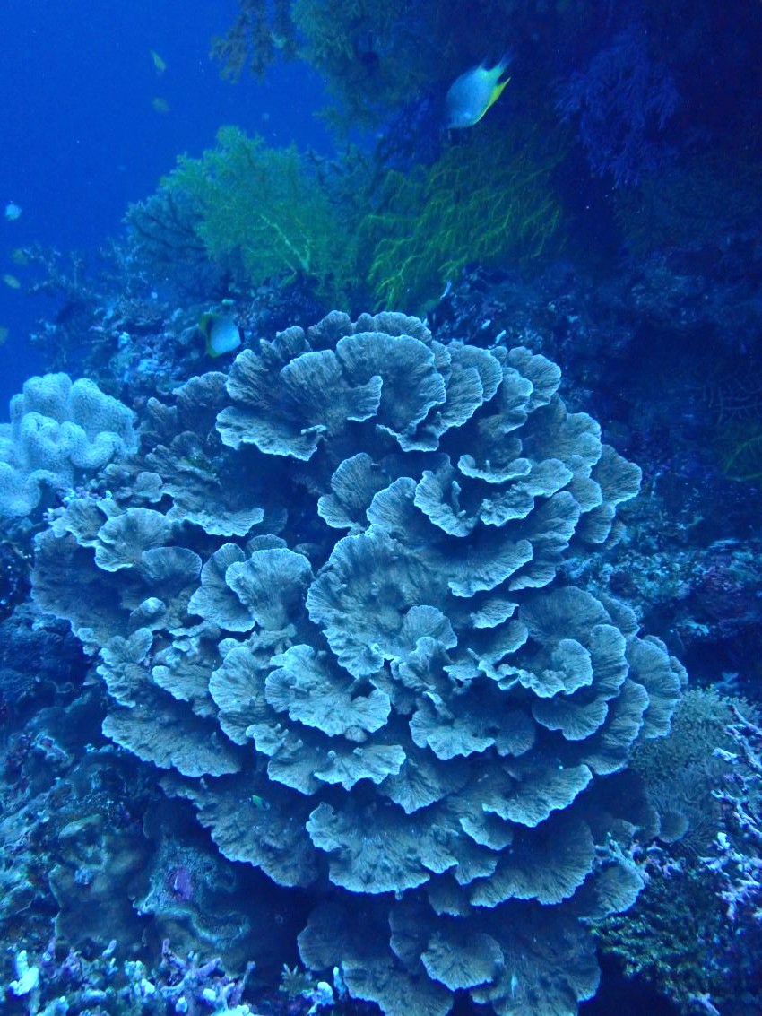 coral