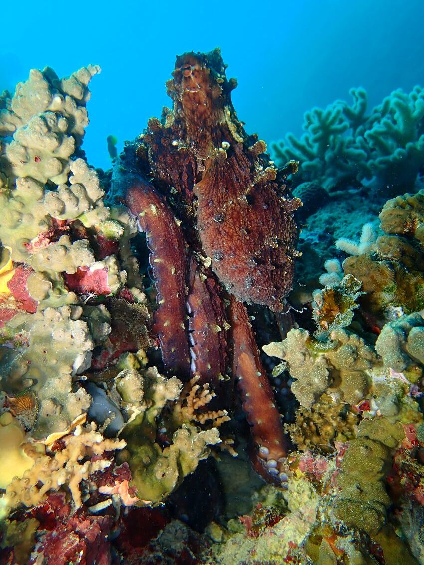 octopus denise