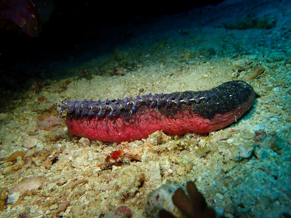 nudi