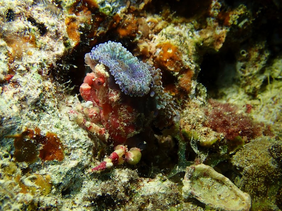 crab