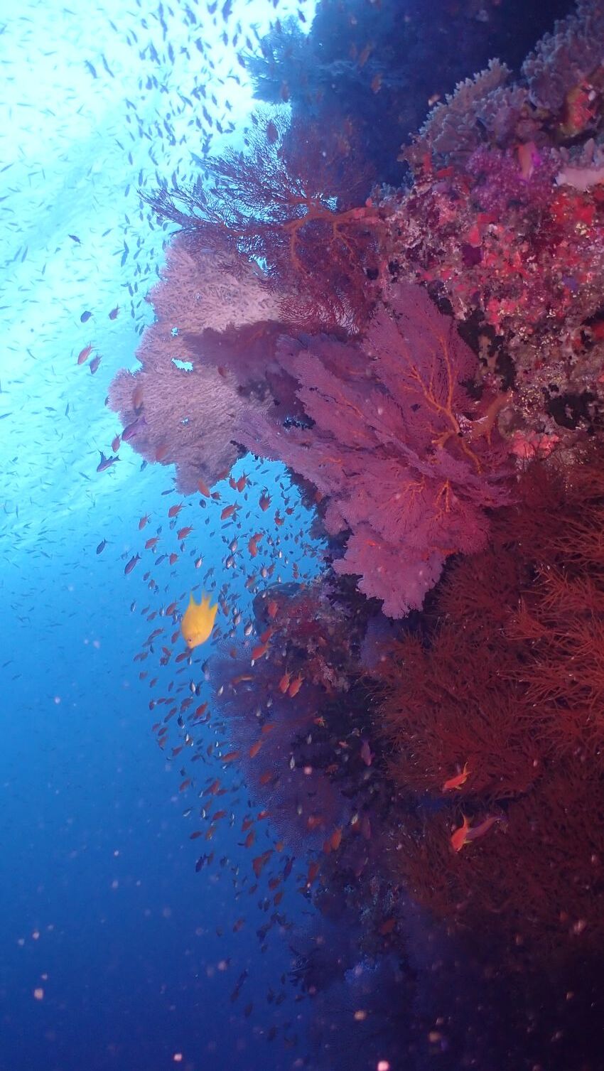 coral