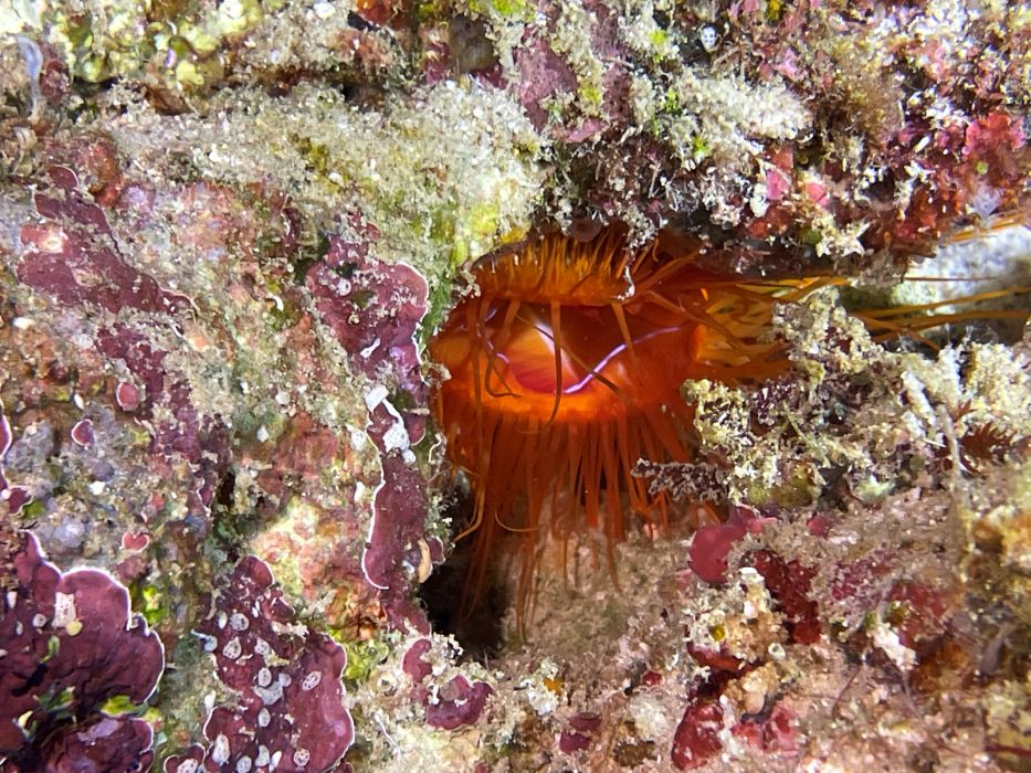 file clam