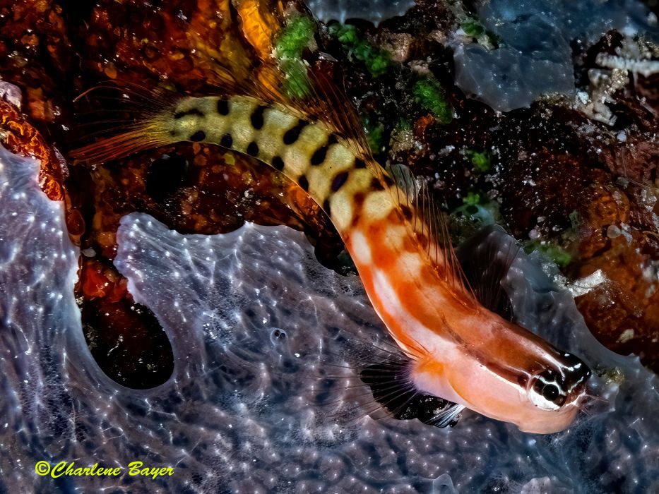 clown blenny