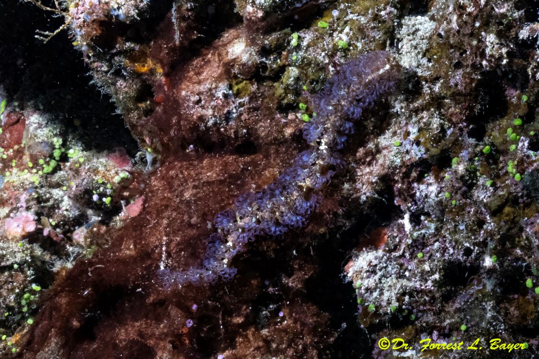 nudiiiii