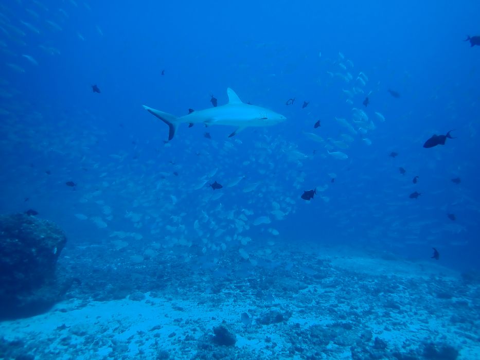 gill