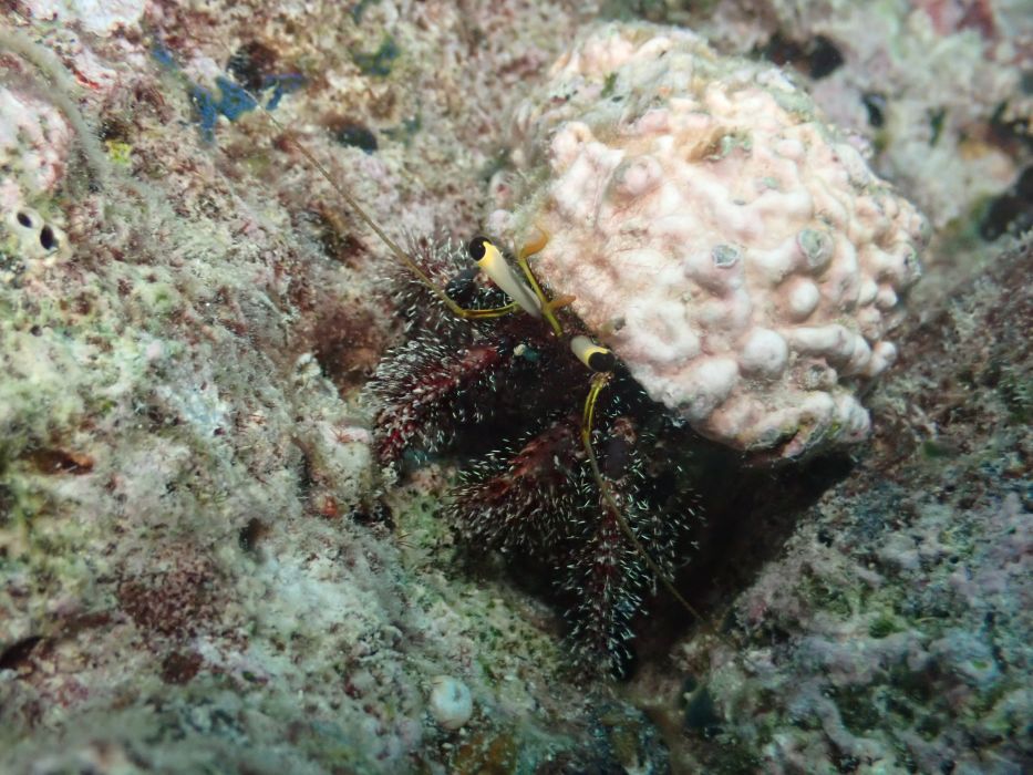 hermit crab