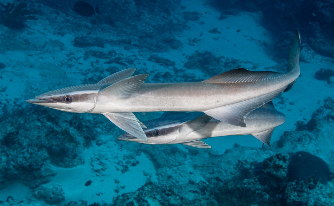 shark