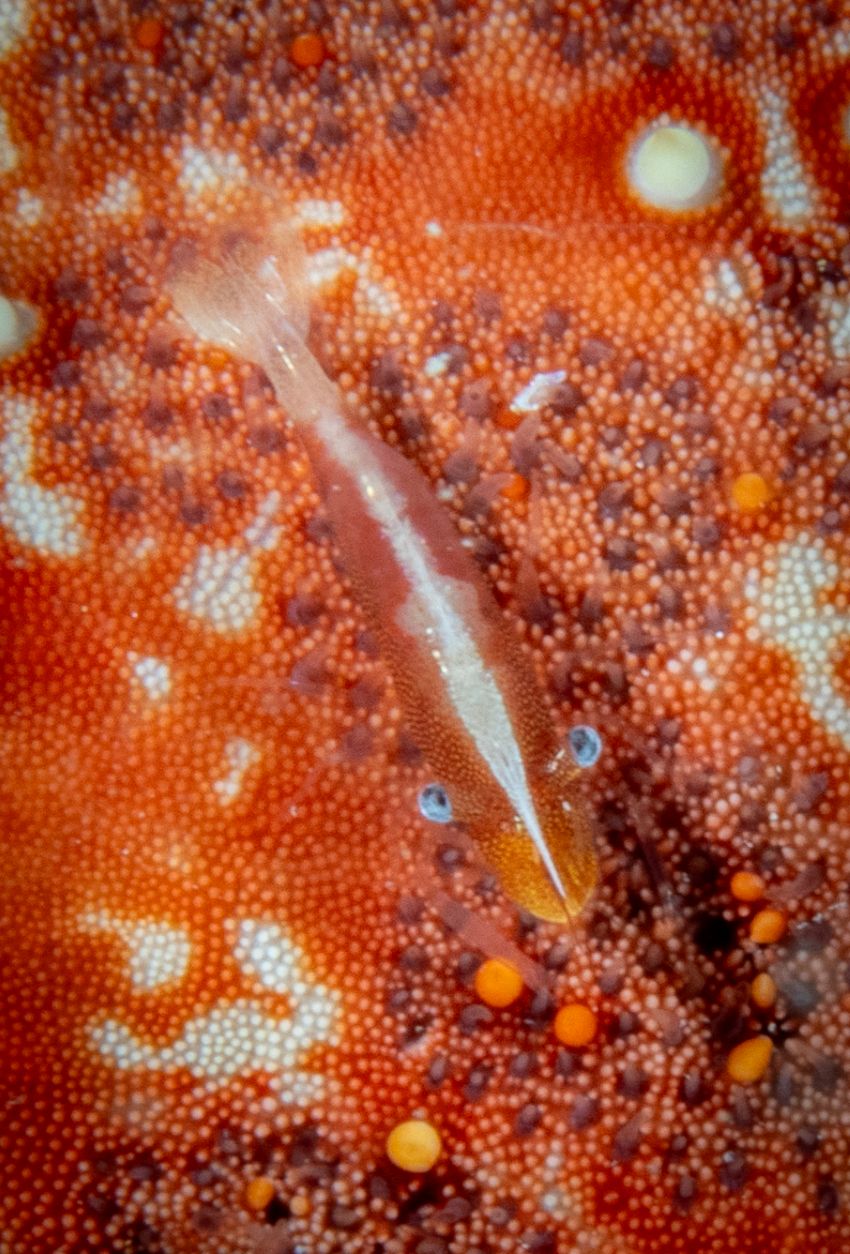 emperoro