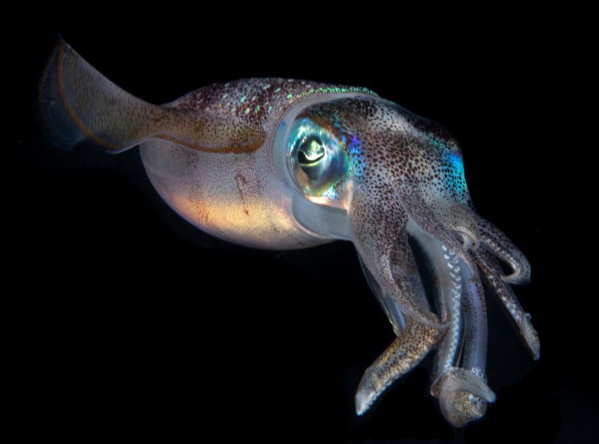 squid