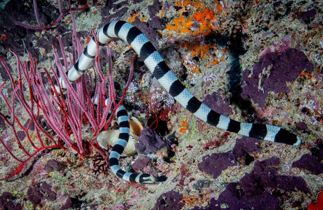 sea krait