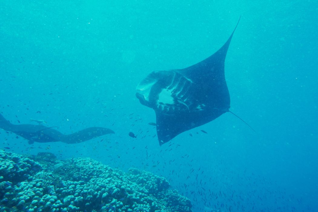 manta