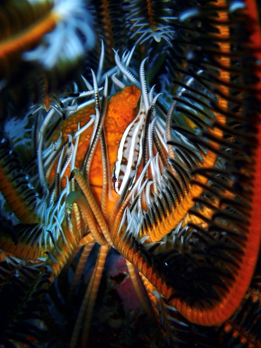crinoid