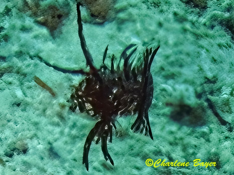 juvenile