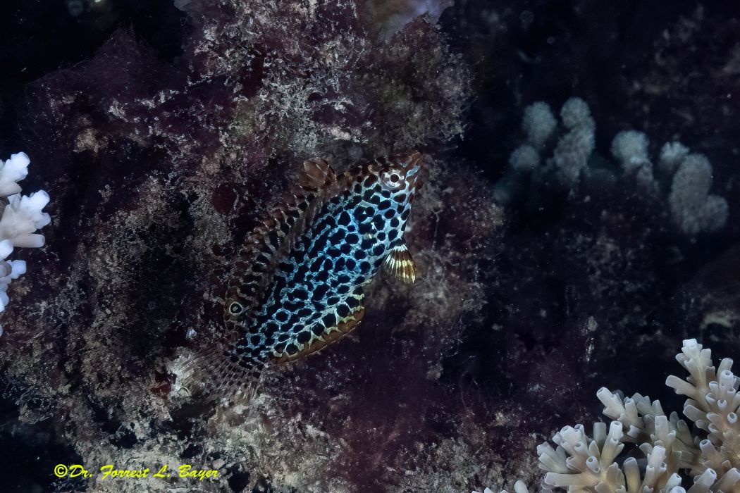 leopard wrasee