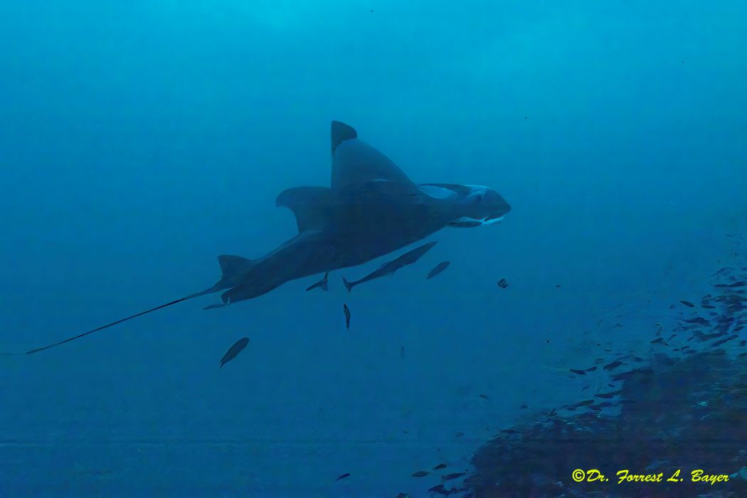 mickey manta