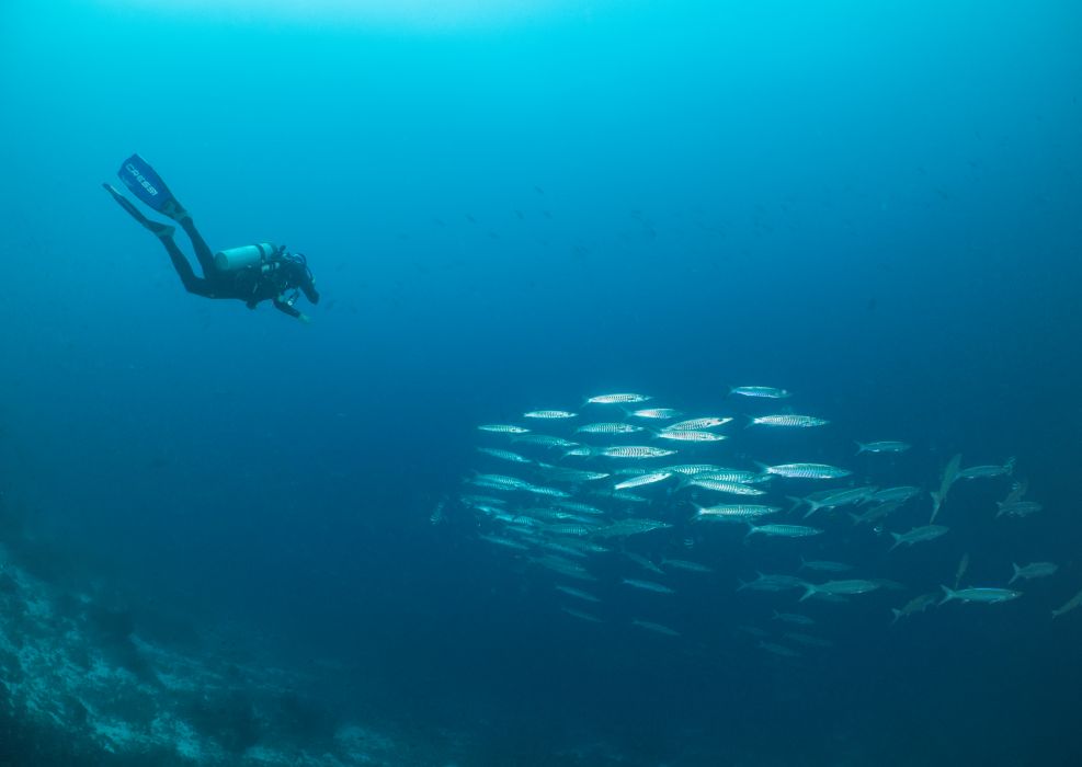 barracudas