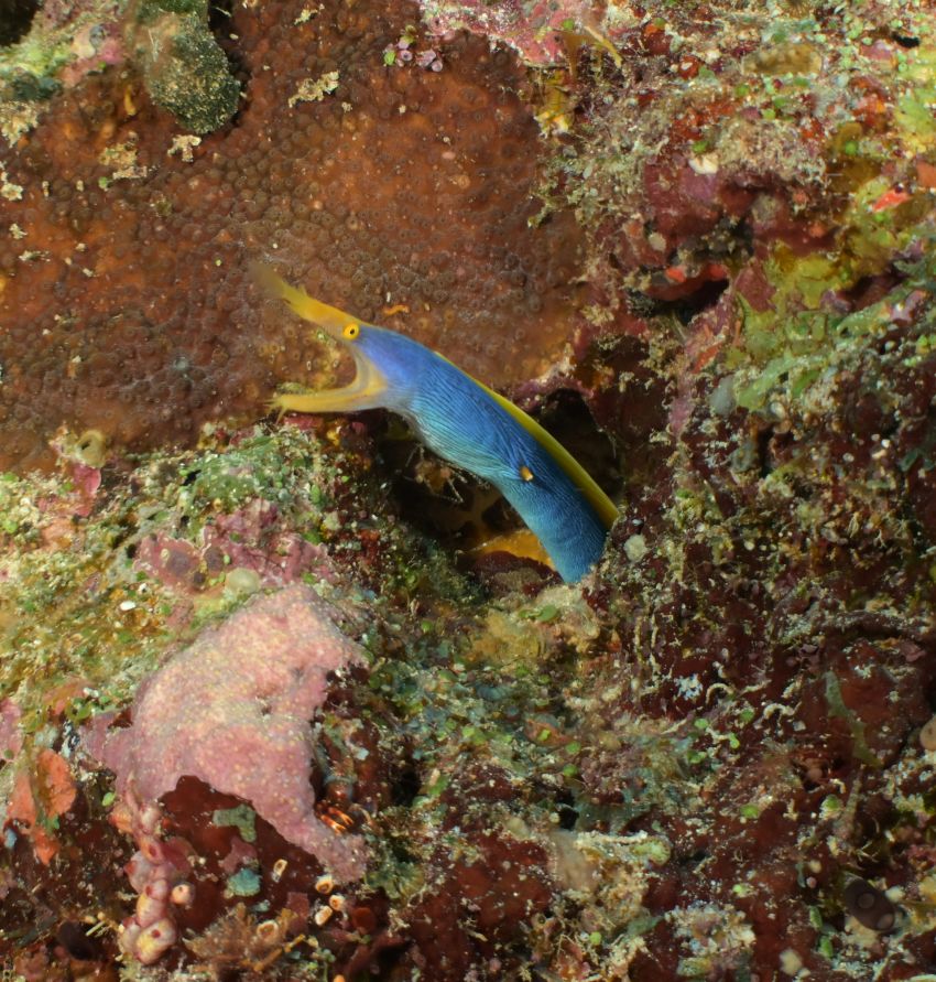 ribbon eel