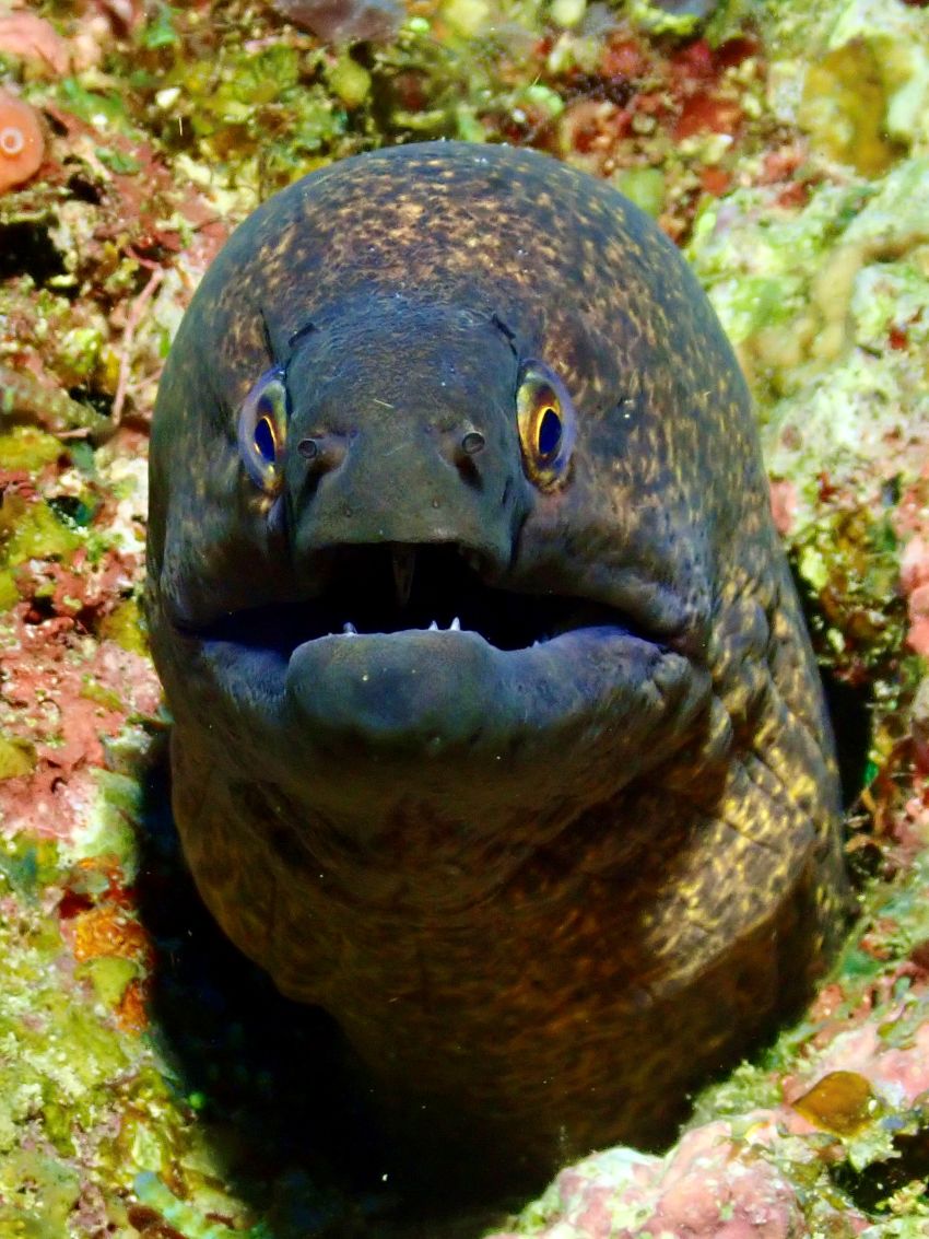 moray
