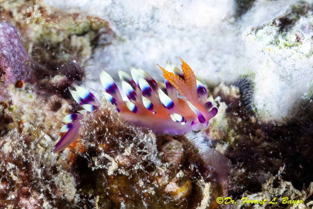 flabellina