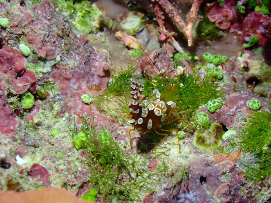 sexy shrimp