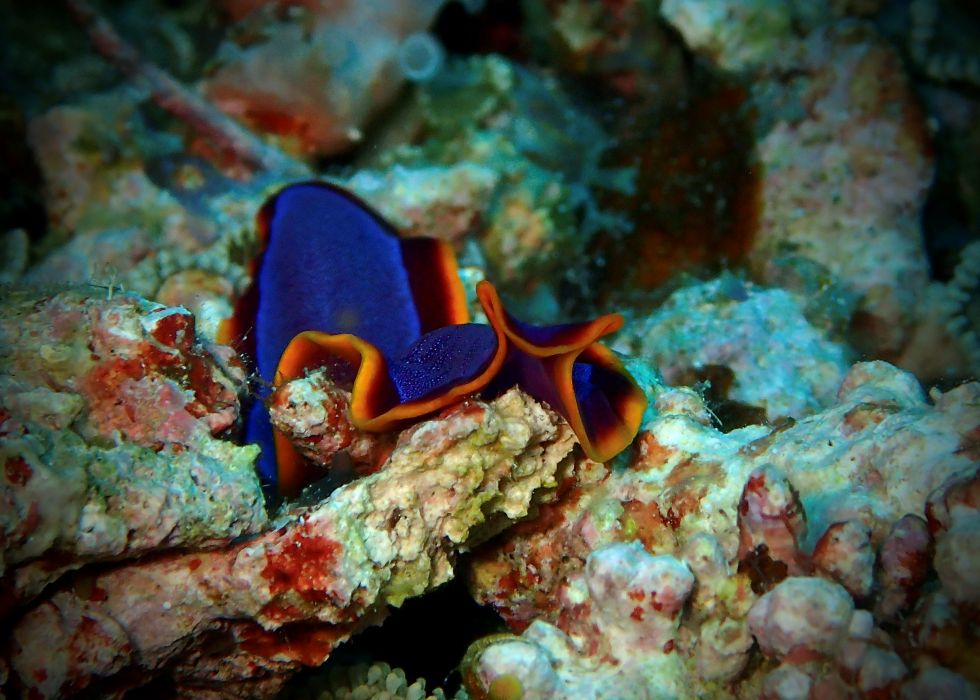 flatworm